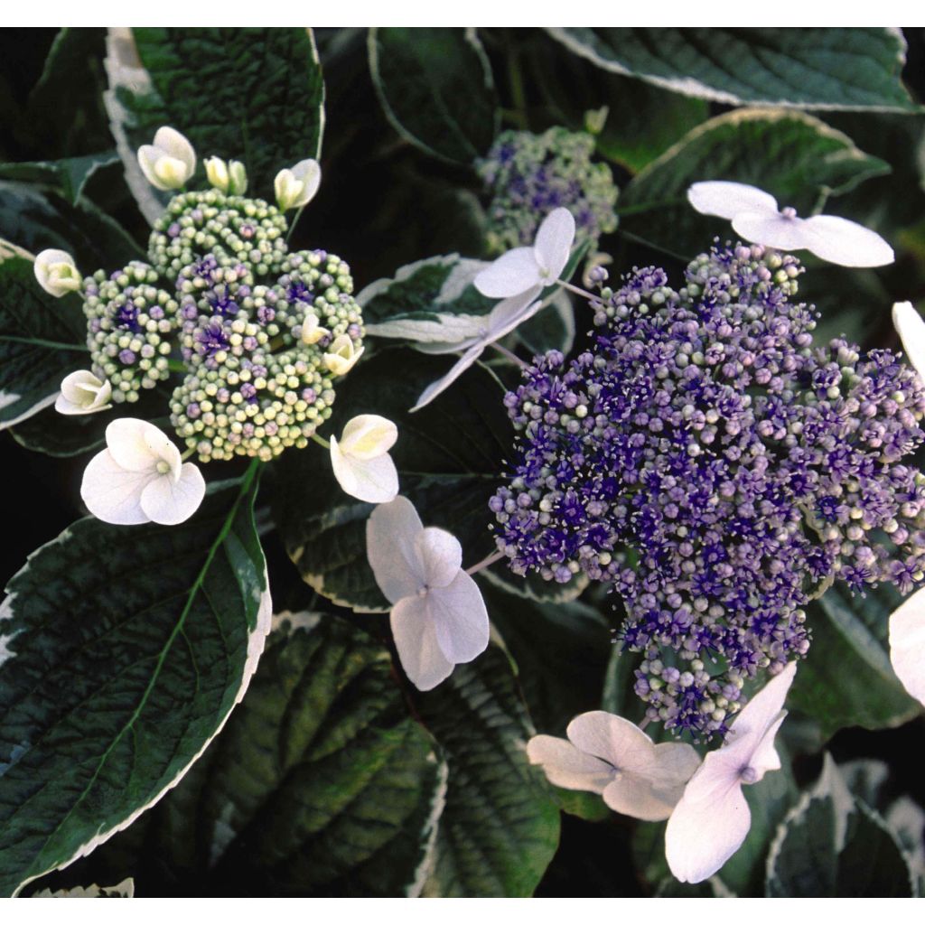 Hydrangea macrophylla LightoDay