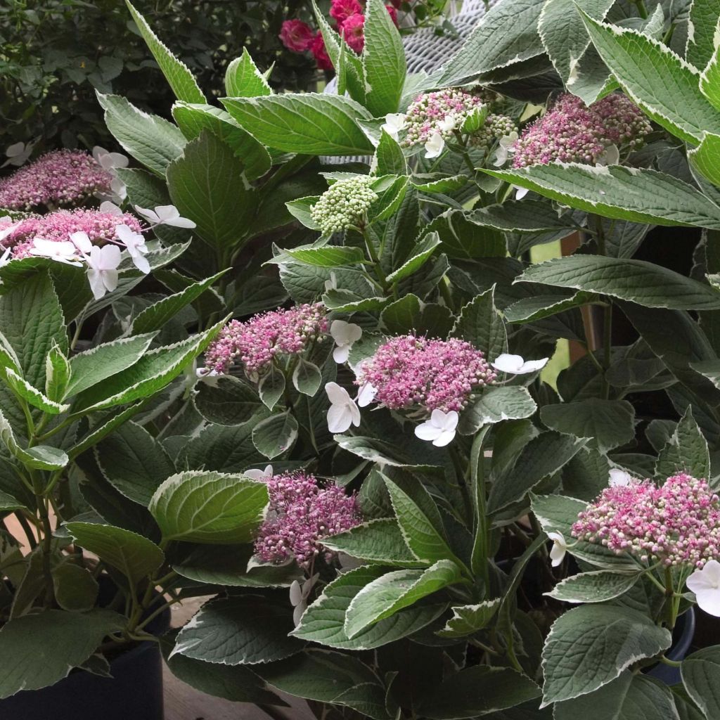 Hydrangea macrophylla LightoDay