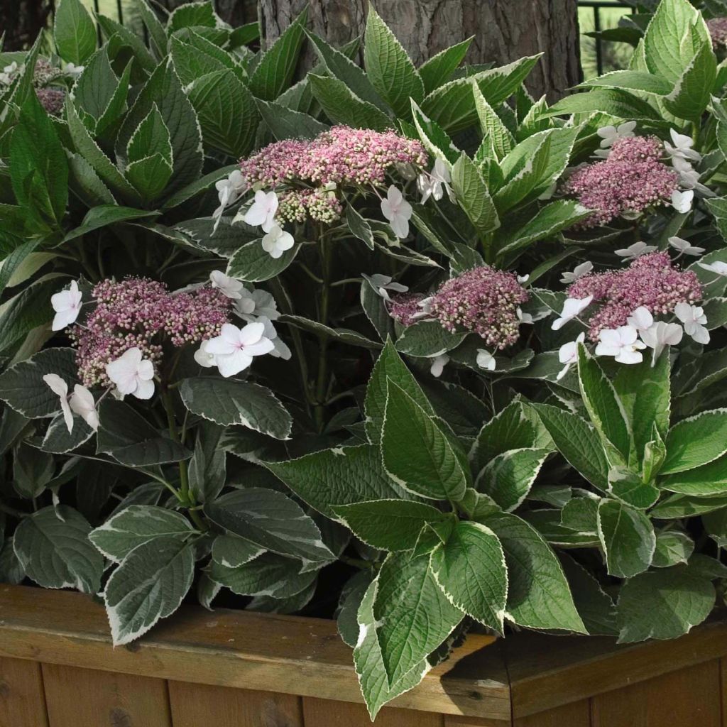 Hydrangea macrophylla LightoDay