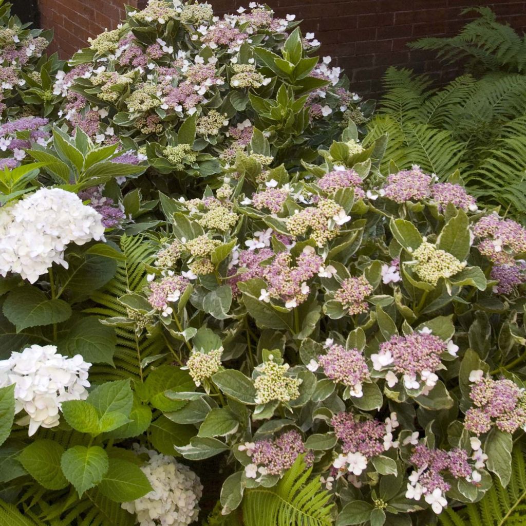 Hydrangea macrophylla LightoDay