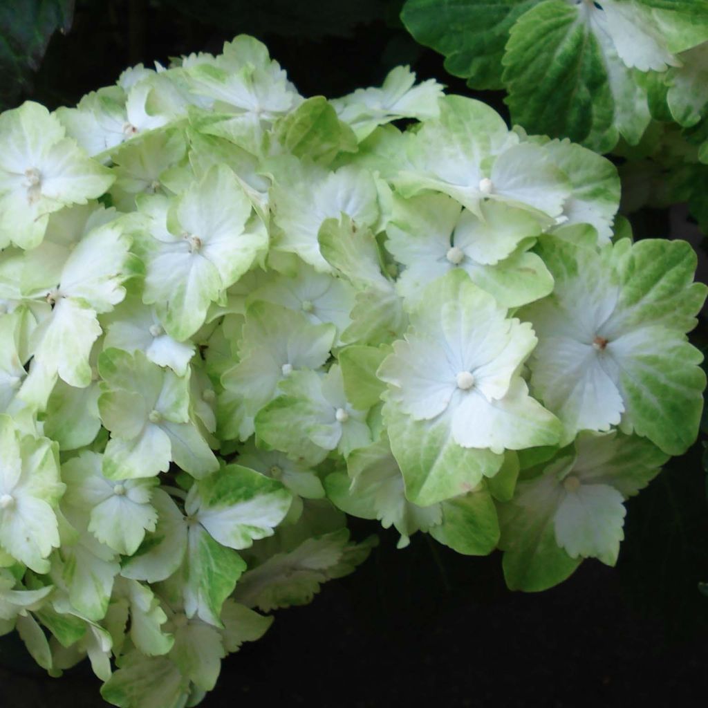 Hydrangea macrophylla Magical Jade