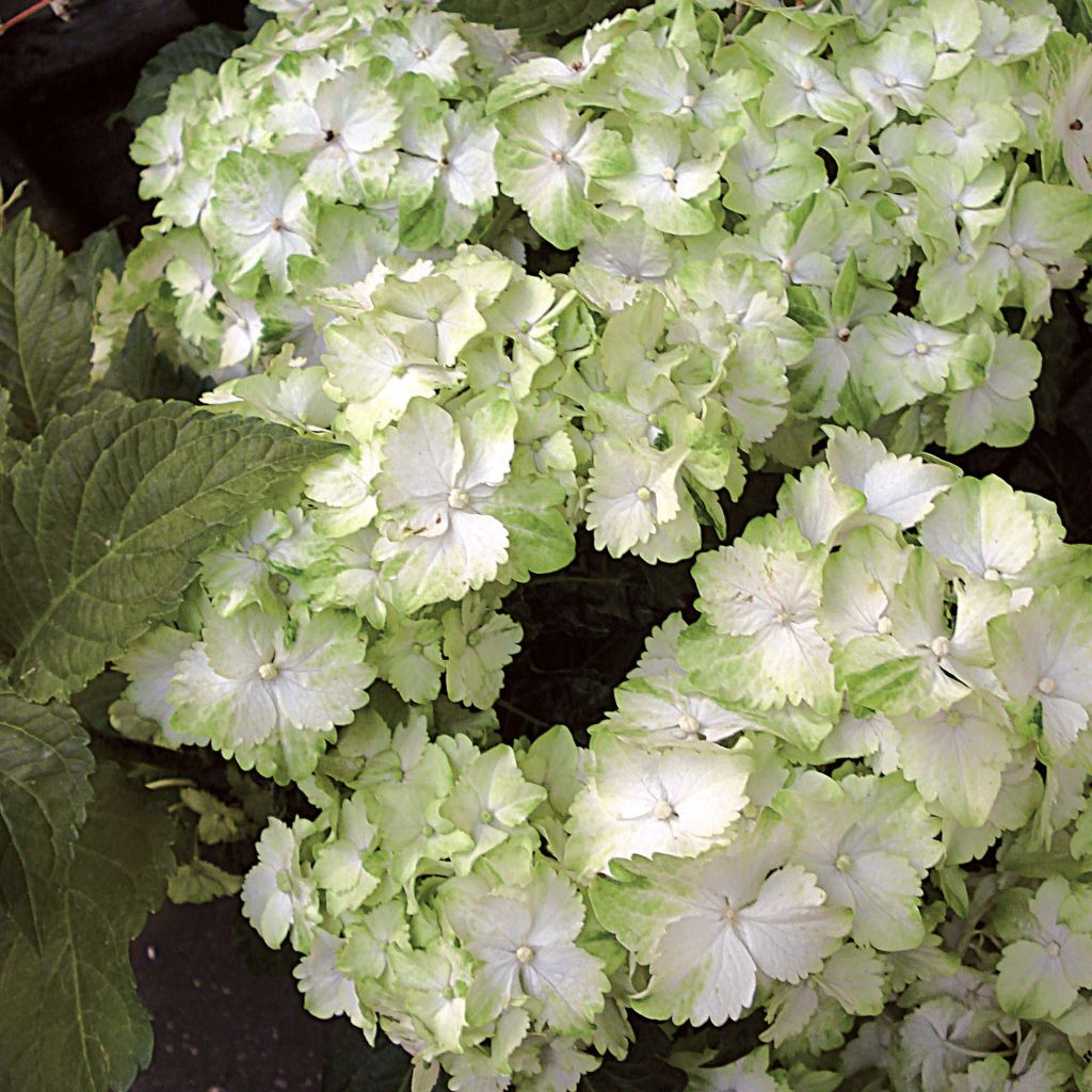 Hydrangea macrophylla Magical Jade