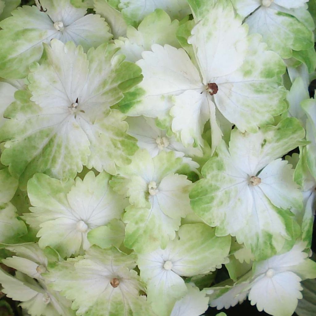 Hydrangea macrophylla Magical Jade