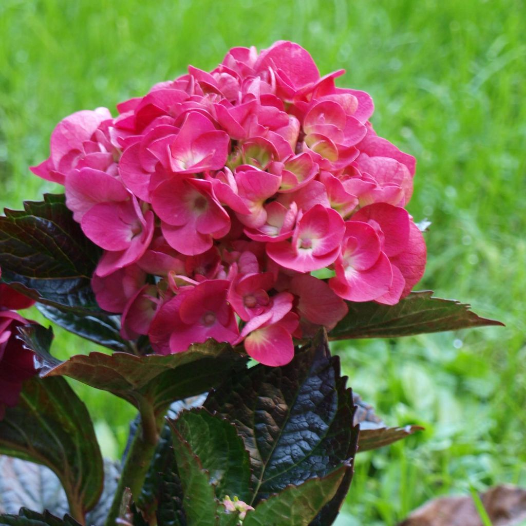 Hydrangea macrophylla Merveille Sanguine