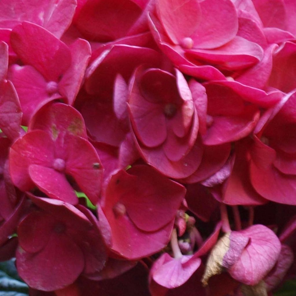 Hydrangea macrophylla Merveille Sanguine