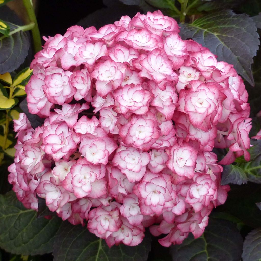 Hydrangea macrophylla Miss Saori