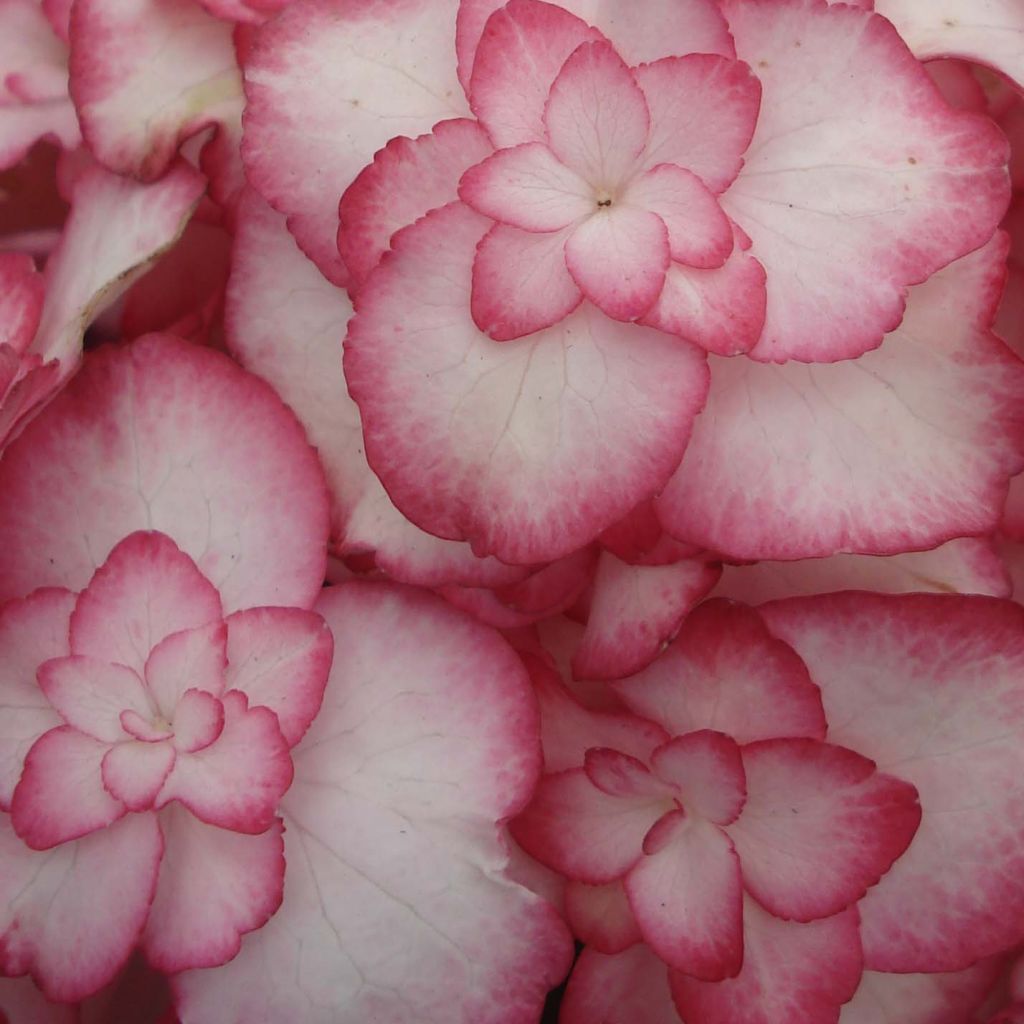 Hydrangea macrophylla Miss Saori