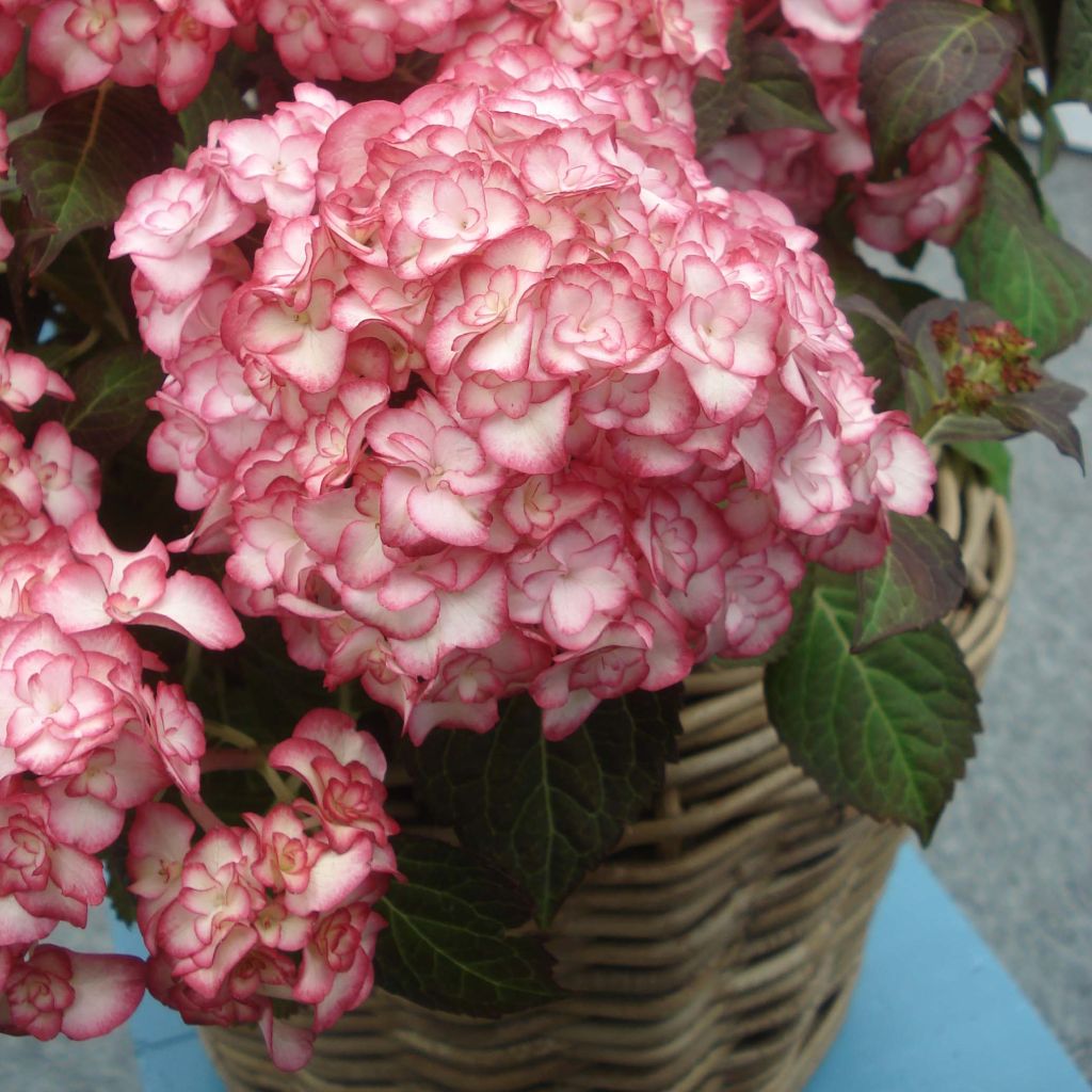 Hydrangea macrophylla Miss Saori