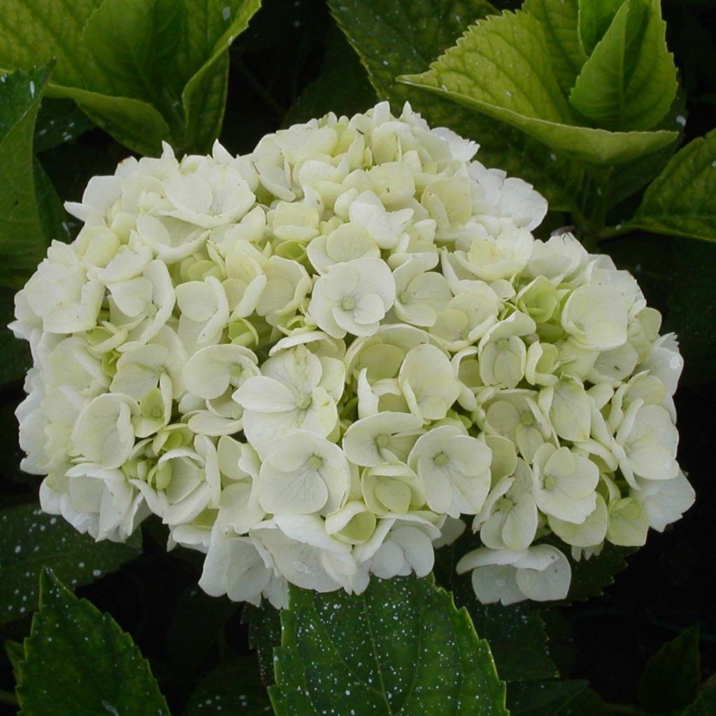 Hydrangea macrophylla Mme Emile Mouillière