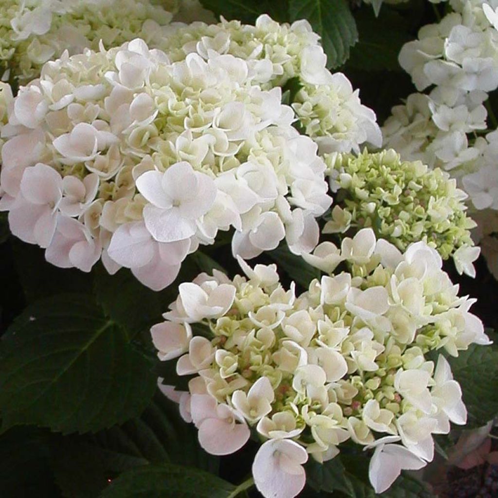 Hydrangea macrophylla Mme Emile Mouillière