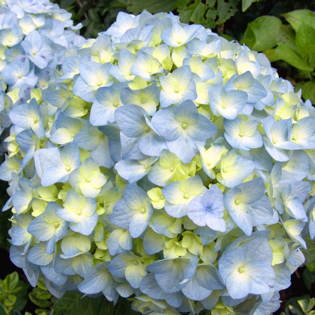 Hydrangea macrophylla Nikko Blue