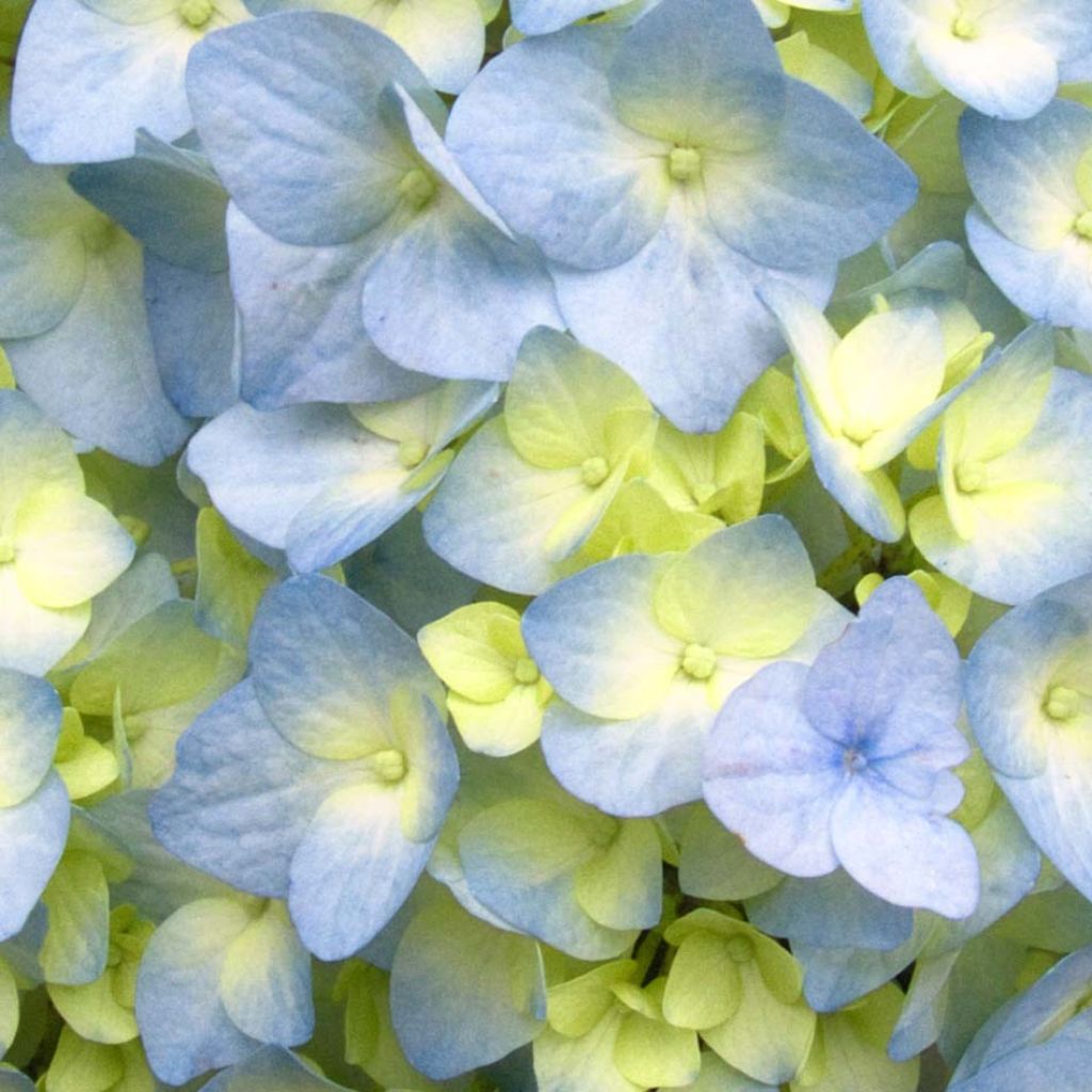 Hydrangea macrophylla Nikko Blue