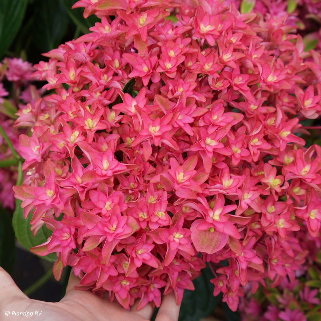 Hydrangea macrophylla Princess Diana