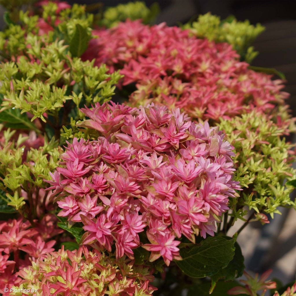 Hydrangea macrophylla Princess Diana