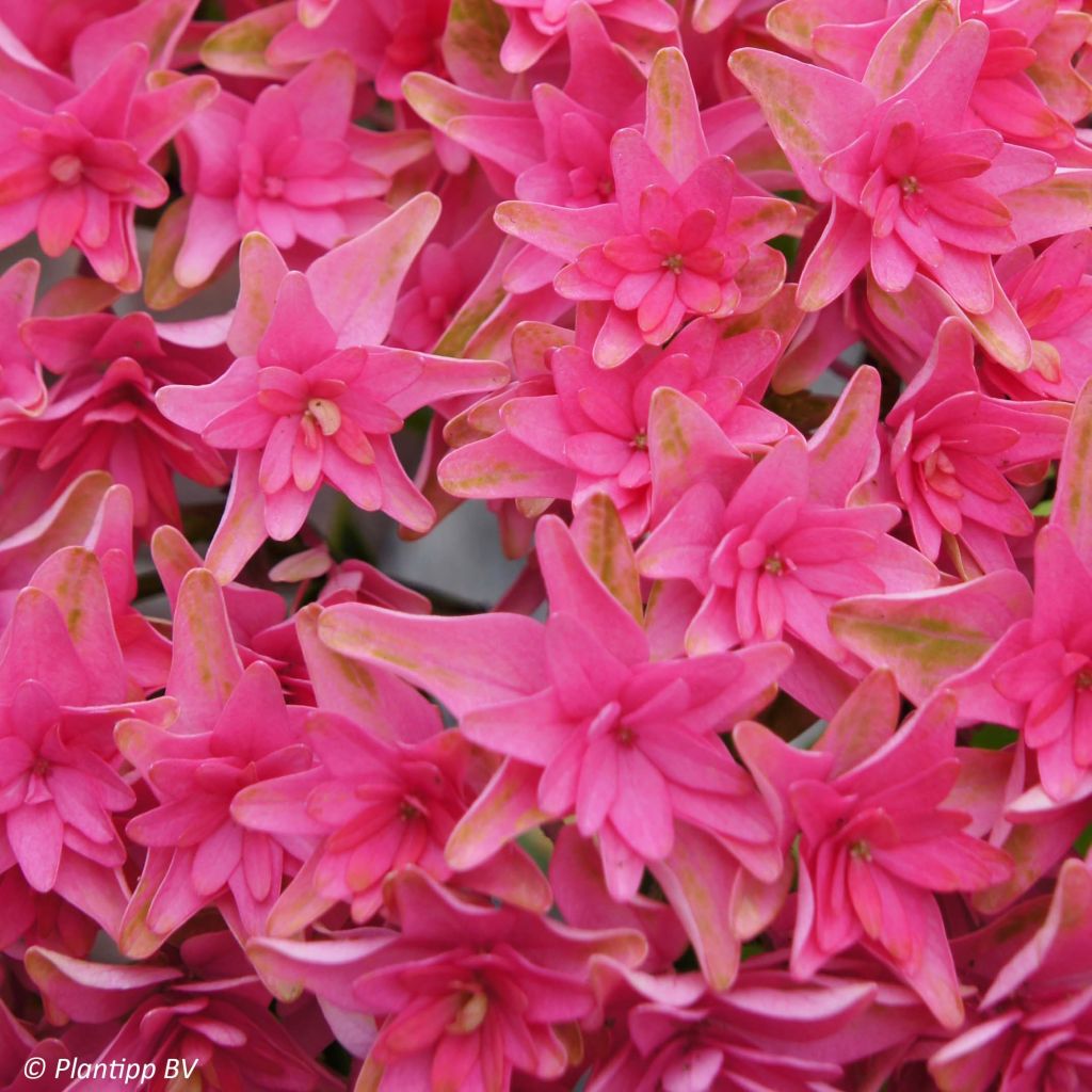 Hydrangea macrophylla Princess Diana