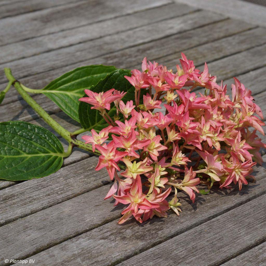 Hydrangea macrophylla Princess Diana