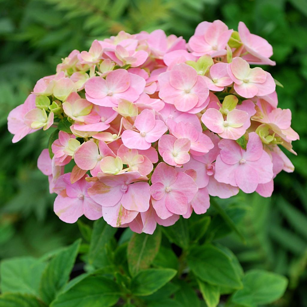 Hydrangea macrophylla So Long Rosy