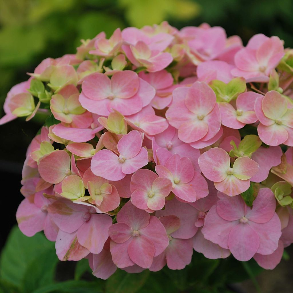 Hydrangea macrophylla So Long Rosy