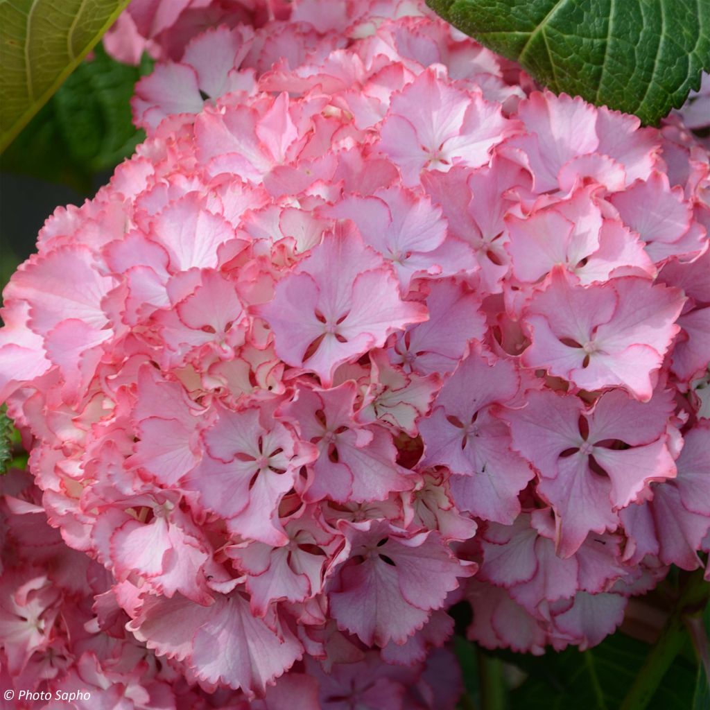 Hydrangea macrophylla So Long Sunny