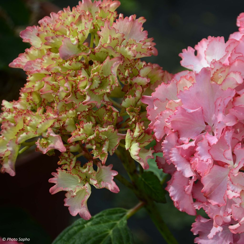 Hydrangea macrophylla So Long Sunny