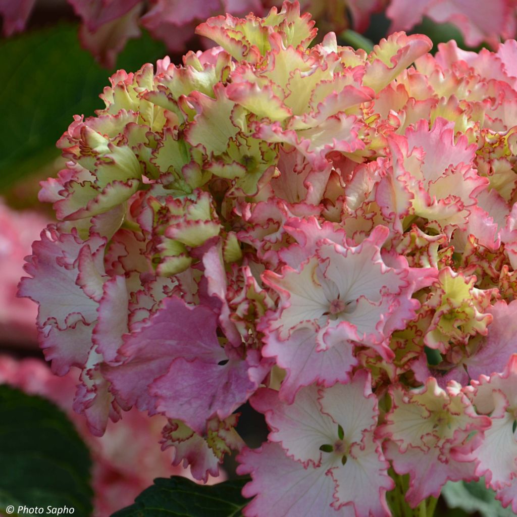 Hydrangea macrophylla So Long Sunny