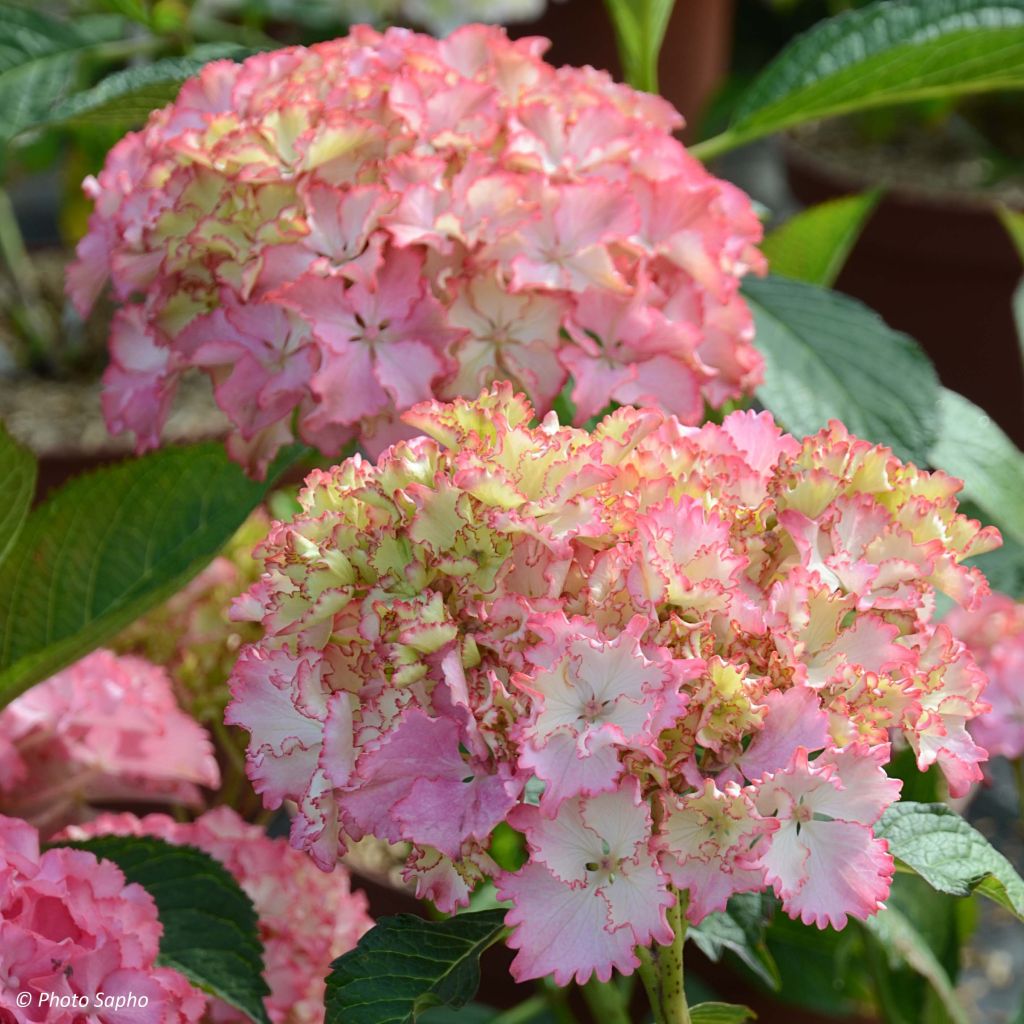 Hydrangea macrophylla So Long Sunny