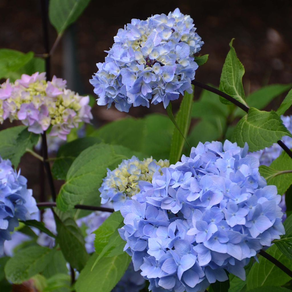 Hydrangea macrophylla So Long Ebony