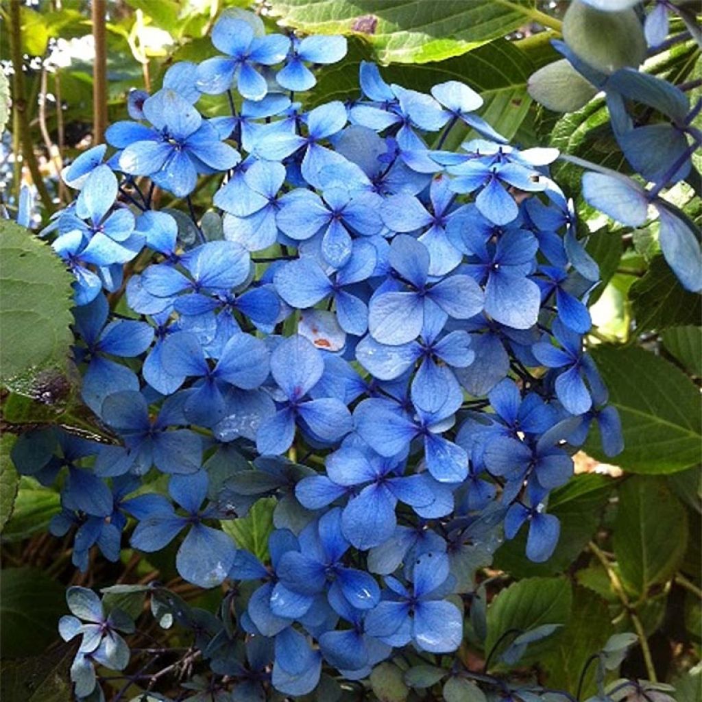 Hydrangea macrophylla Yamato