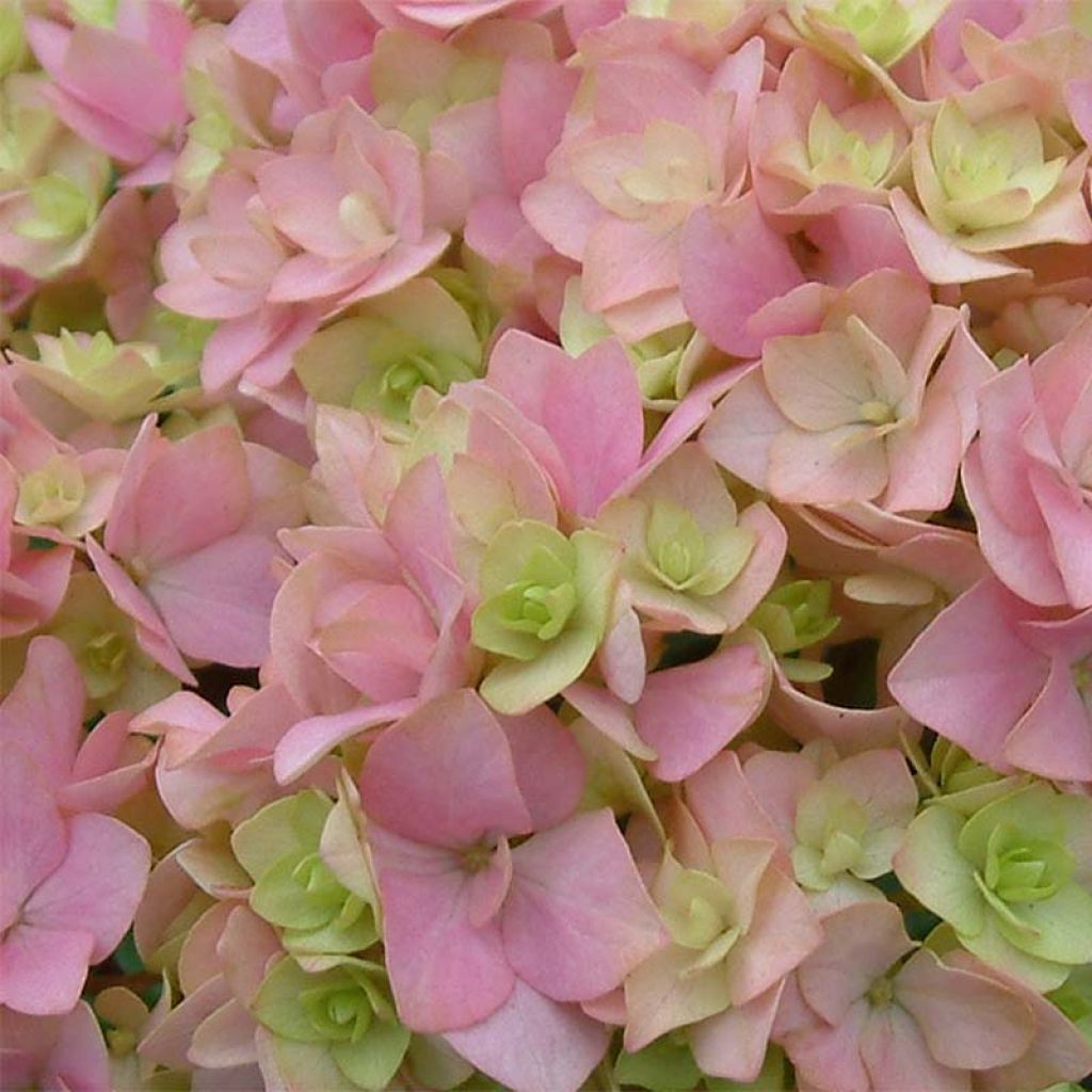 Hydrangea macrophylla You and Me Together