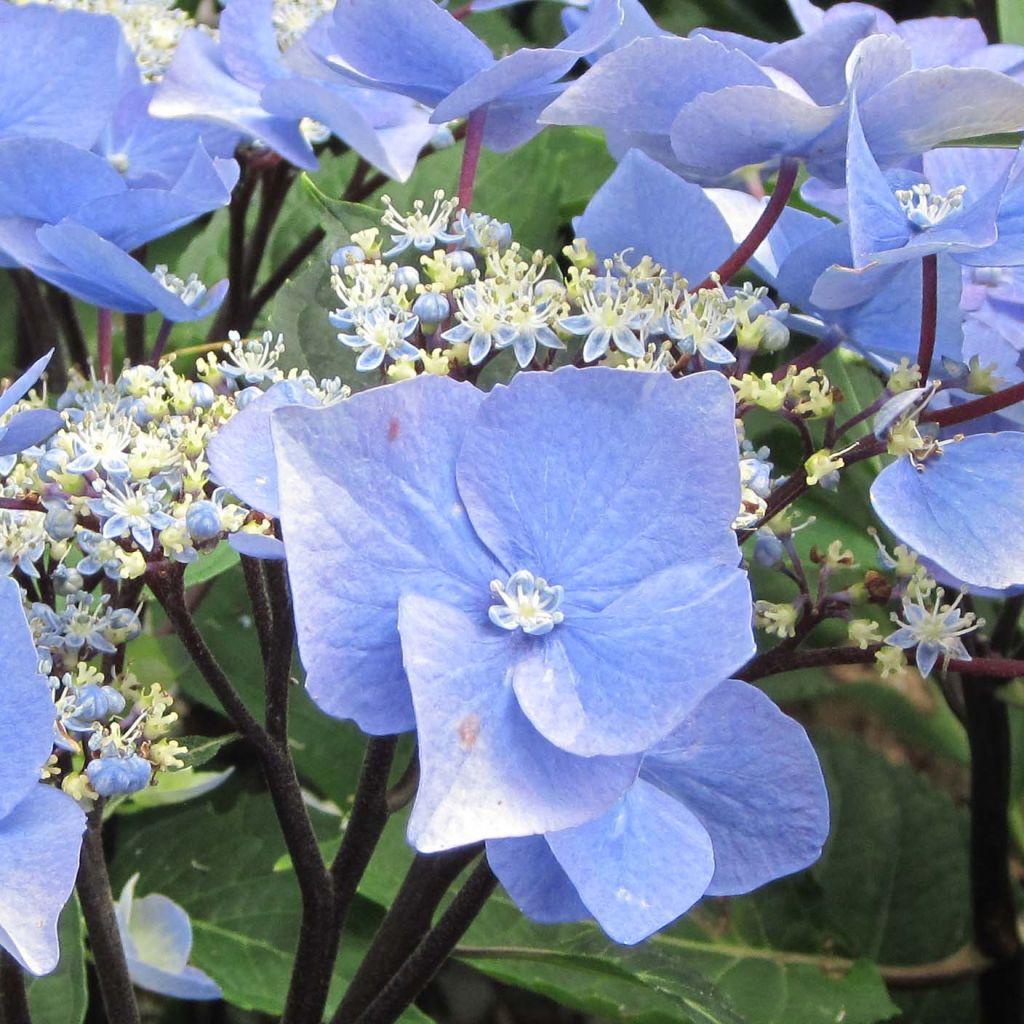 Hydrangea macrophylla Zorro bleu