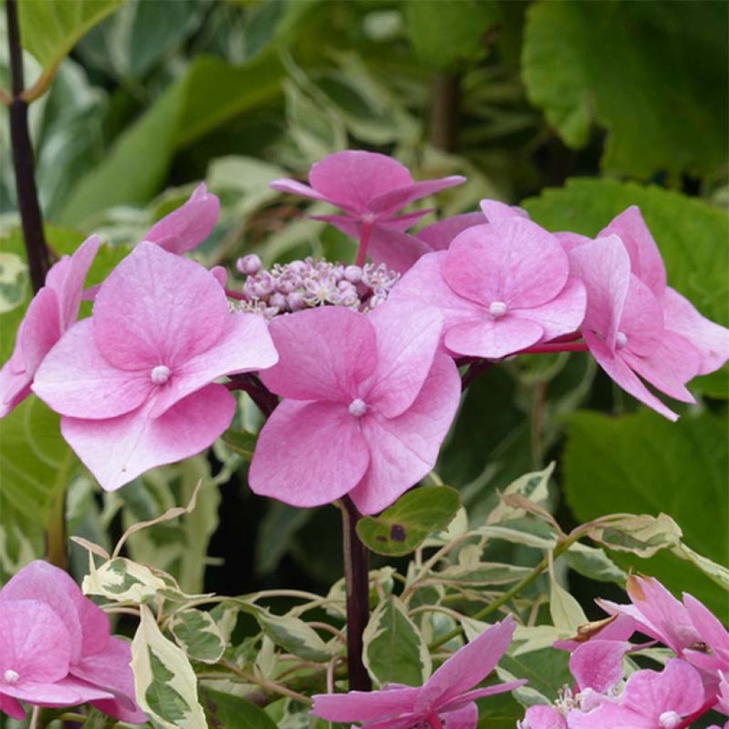 Hydrangea macrophylla Zorro