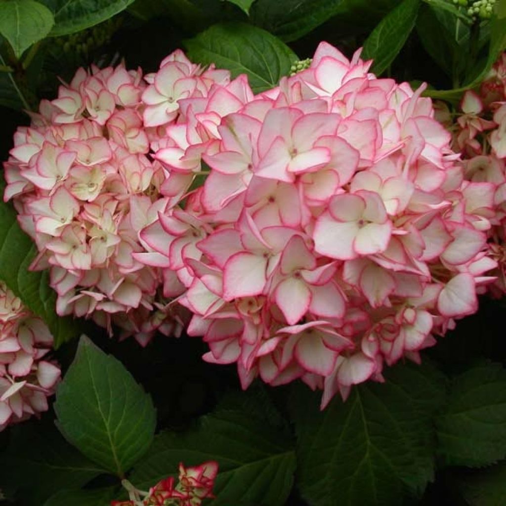 Hydrangea macrophylla Miraï