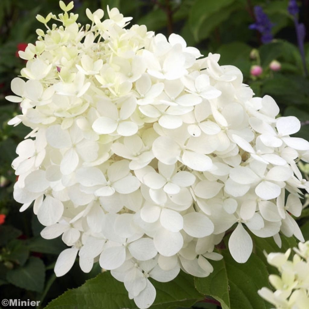 Hydrangea paniculata Phantom - Panicle Hydrangea