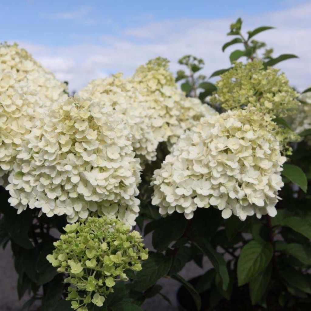 Hydrangea paniculata Bobo