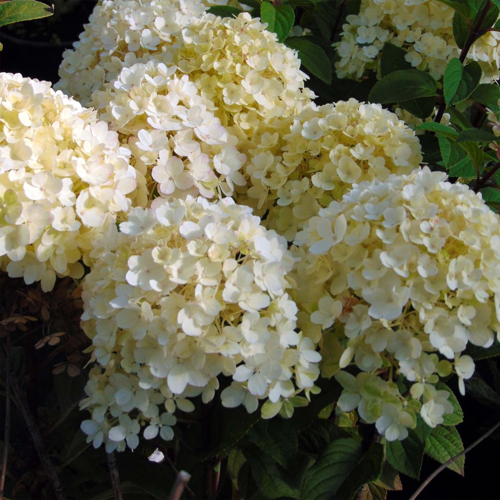 Hydrangea paniculata Bobo