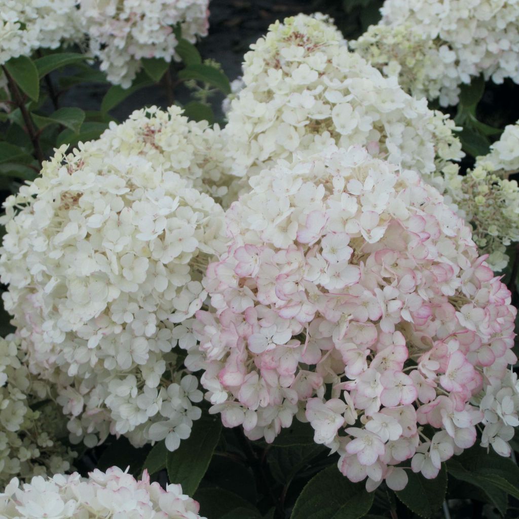 Hydrangea paniculata Bobo