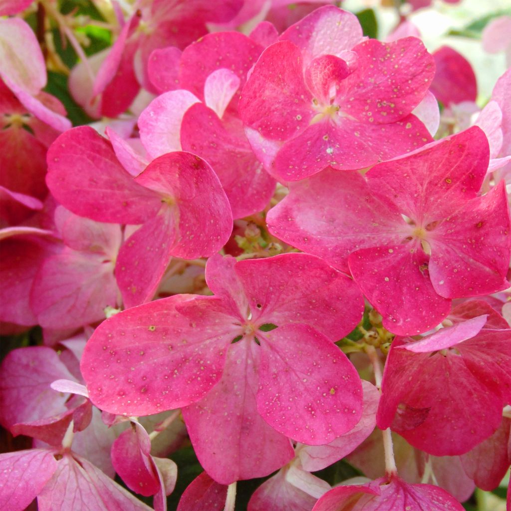 Hydrangea paniculata Diamant Rouge