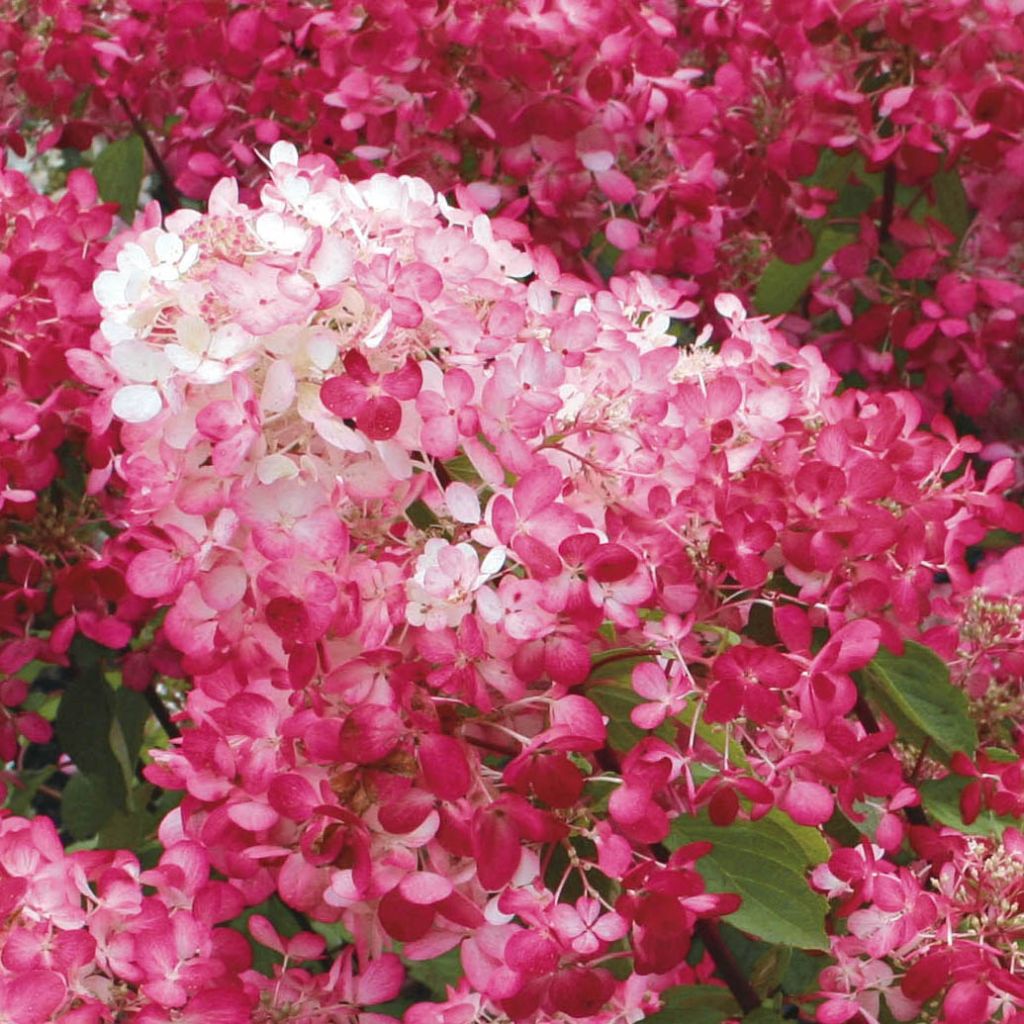 Hydrangea paniculata Diamant Rouge