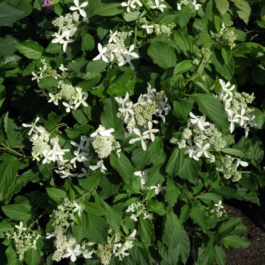 Hydrangea paniculata Great Star Le Vasterival