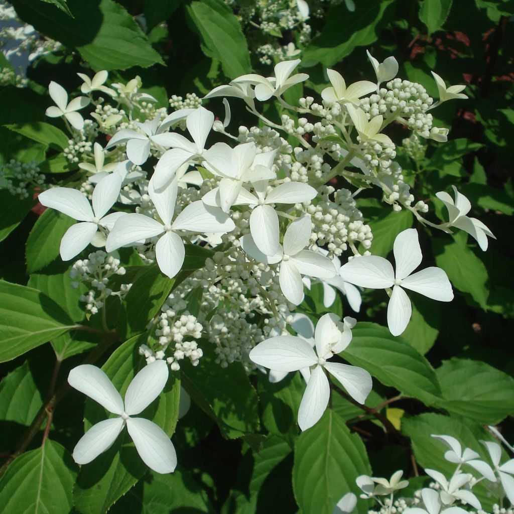 Hydrangea paniculata Great Star Le Vasterival