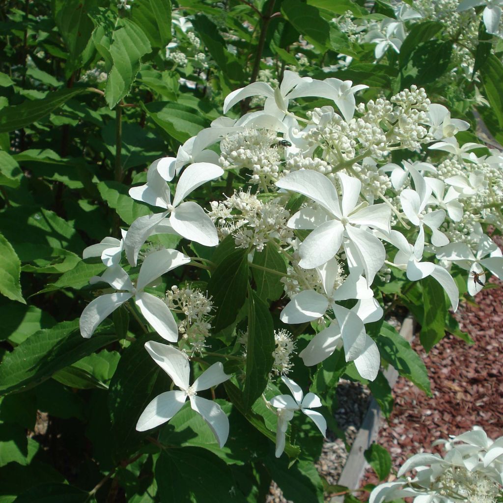 Hydrangea paniculata Great Star Le Vasterival