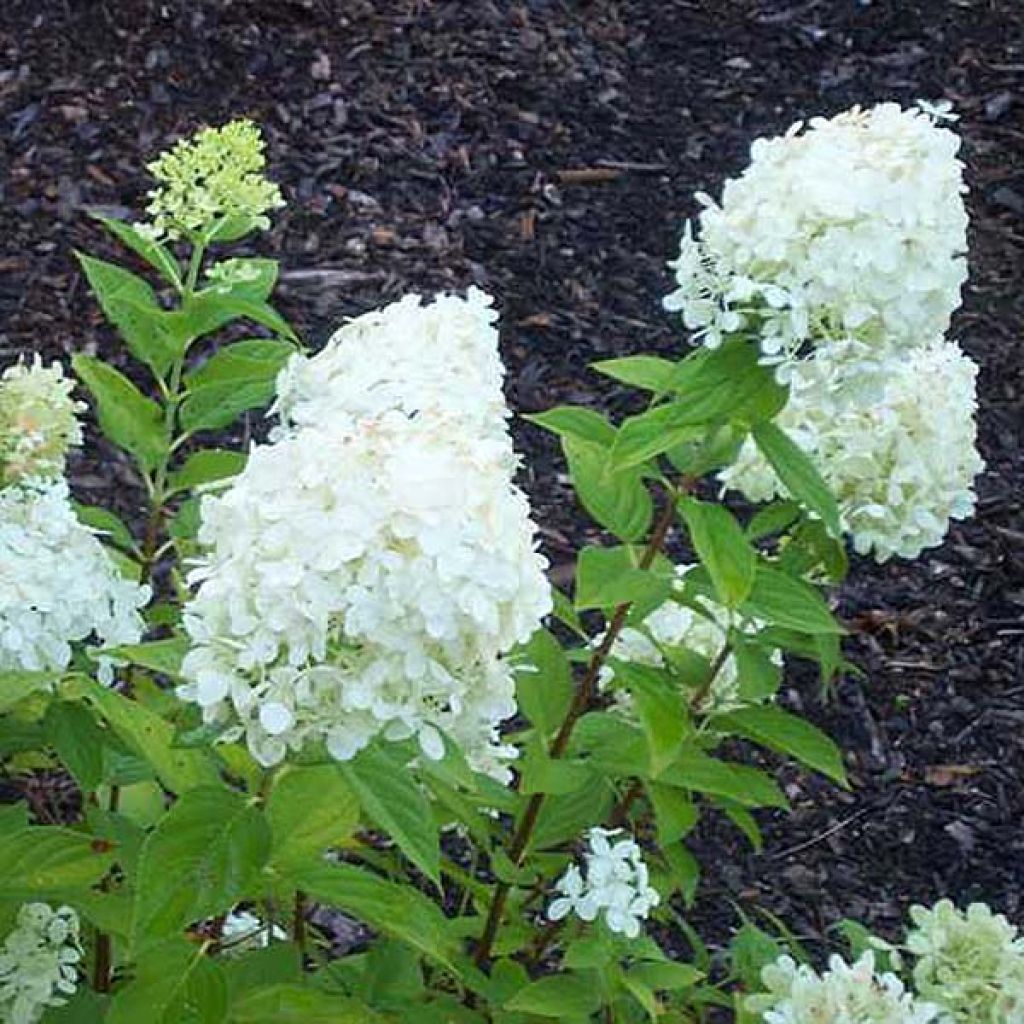 Hydrangea paniculata Limelight