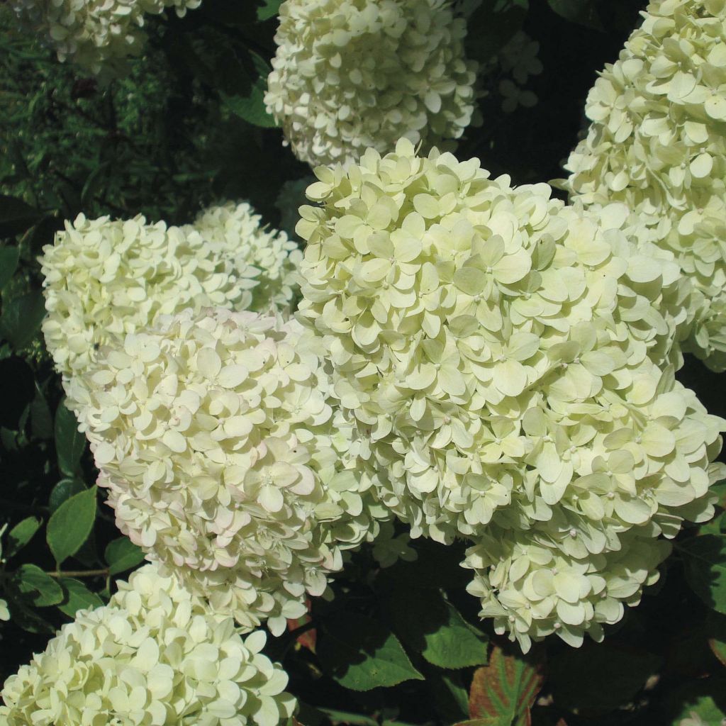 Hydrangea paniculata Limelight