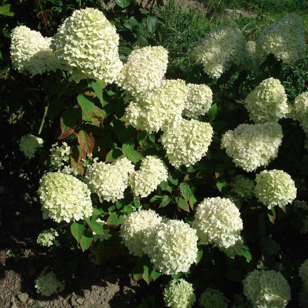 Hydrangea paniculata Limelight