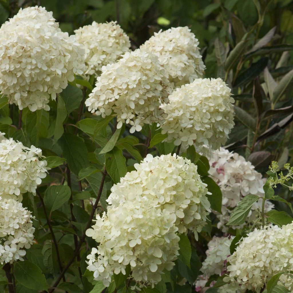 Hydrangea paniculata Limelight