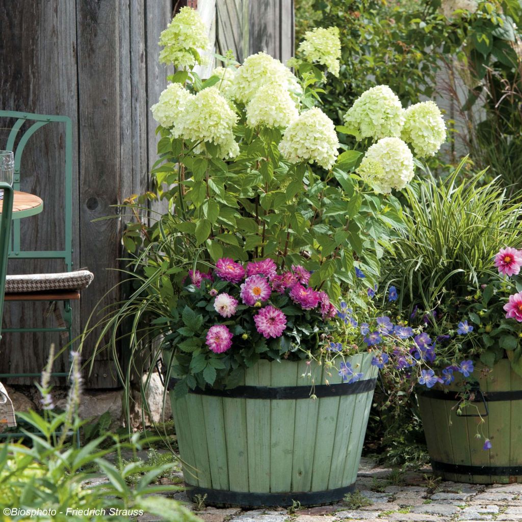 Hydrangea paniculata Limelight