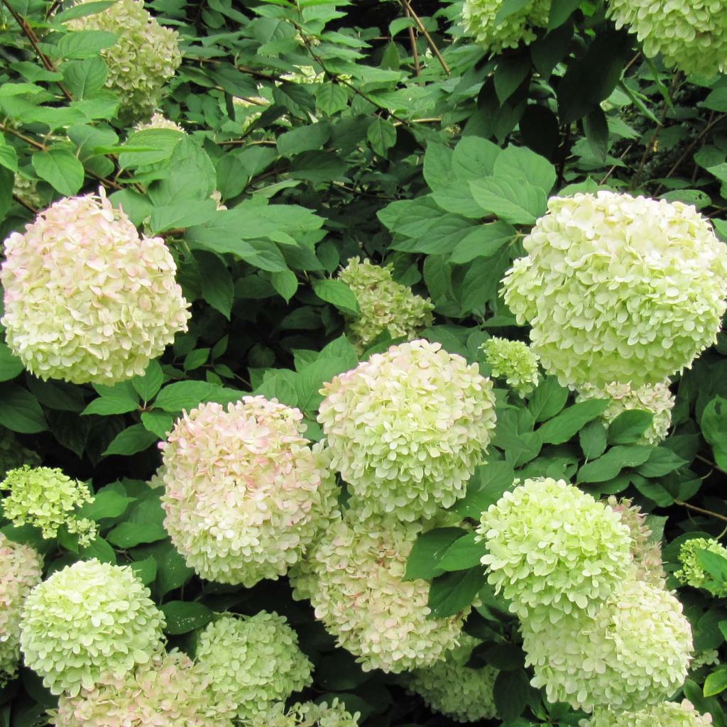 Hydrangea paniculata Limelight