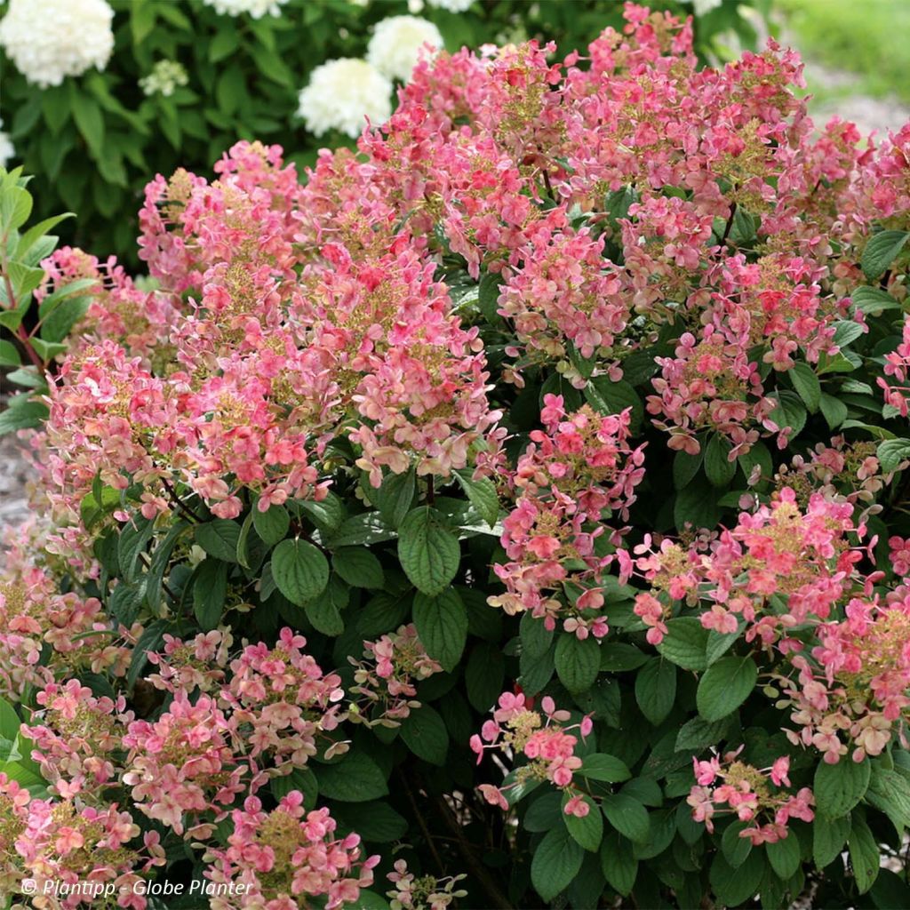 Hydrangea paniculata Little Quick Fire