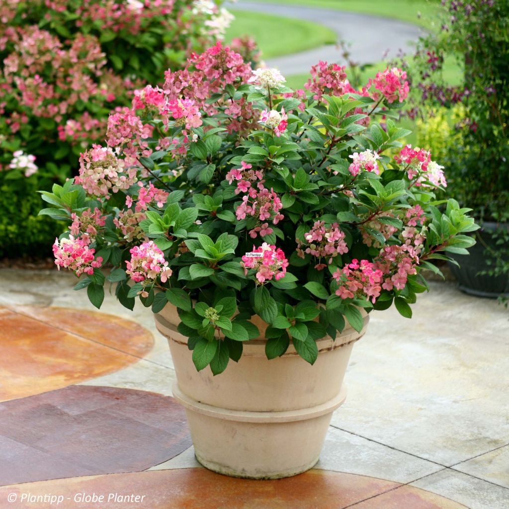 Hydrangea paniculata Little Quick Fire