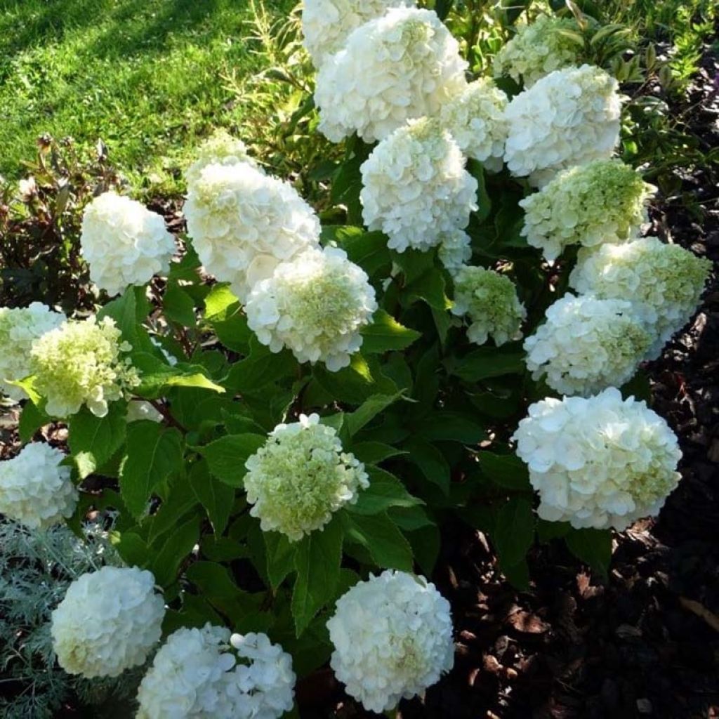 Hydrangea paniculata Magical Mont Blanc